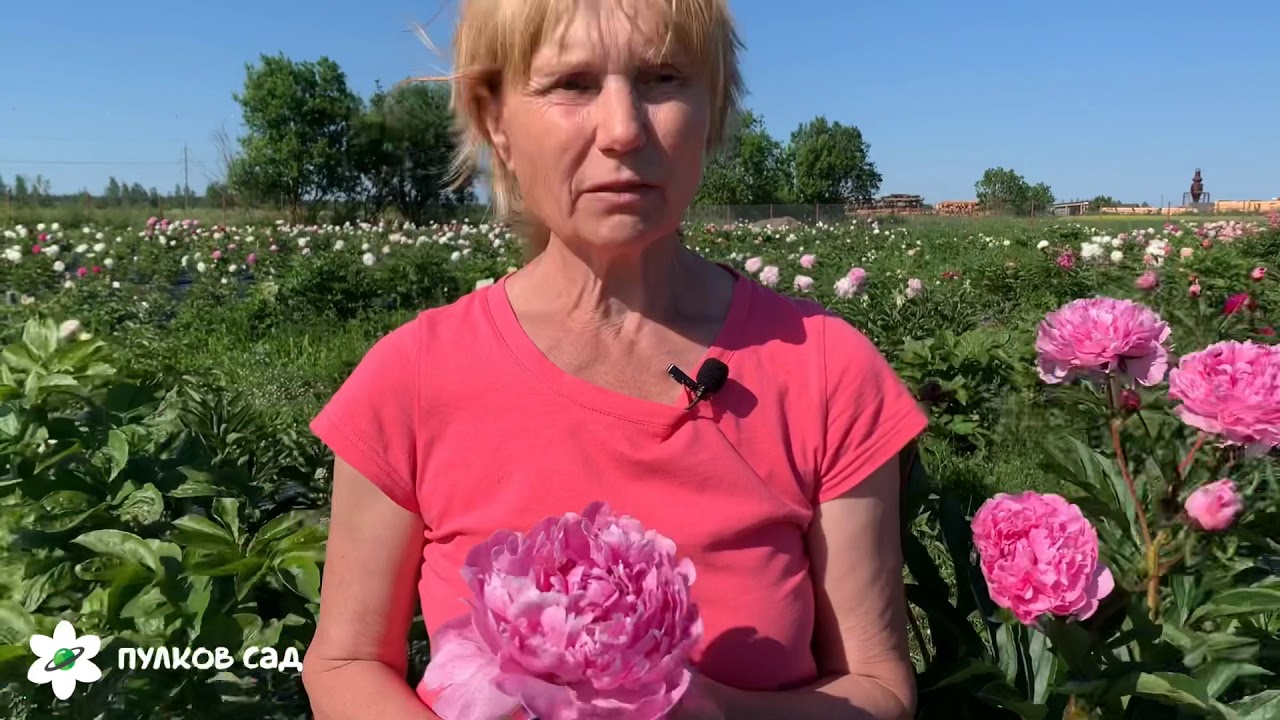 Пулков сад. Пионы Пулков сад. Пулков сад пионы видео.