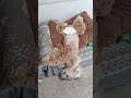 無防備すぎる犬(コッカースパニエル)