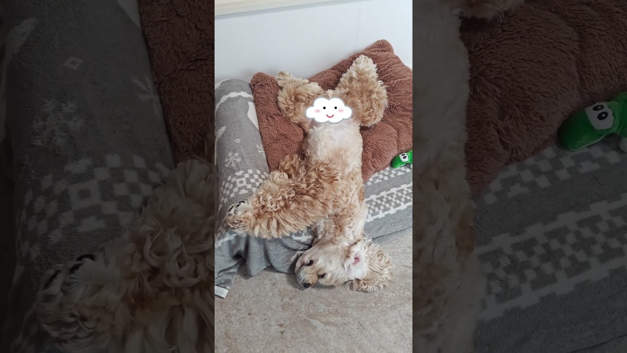 無防備すぎる犬(コッカースパニエル)