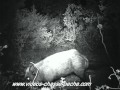 Gros sanglier mâle de nuit - Bushnell Trophy Cam 2011 XLT ref. 119456