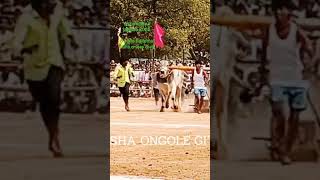 yemmiganur jathara bulls Ravana RUDRA performance#like #subscribe #bull #yoitubeshorts #farming