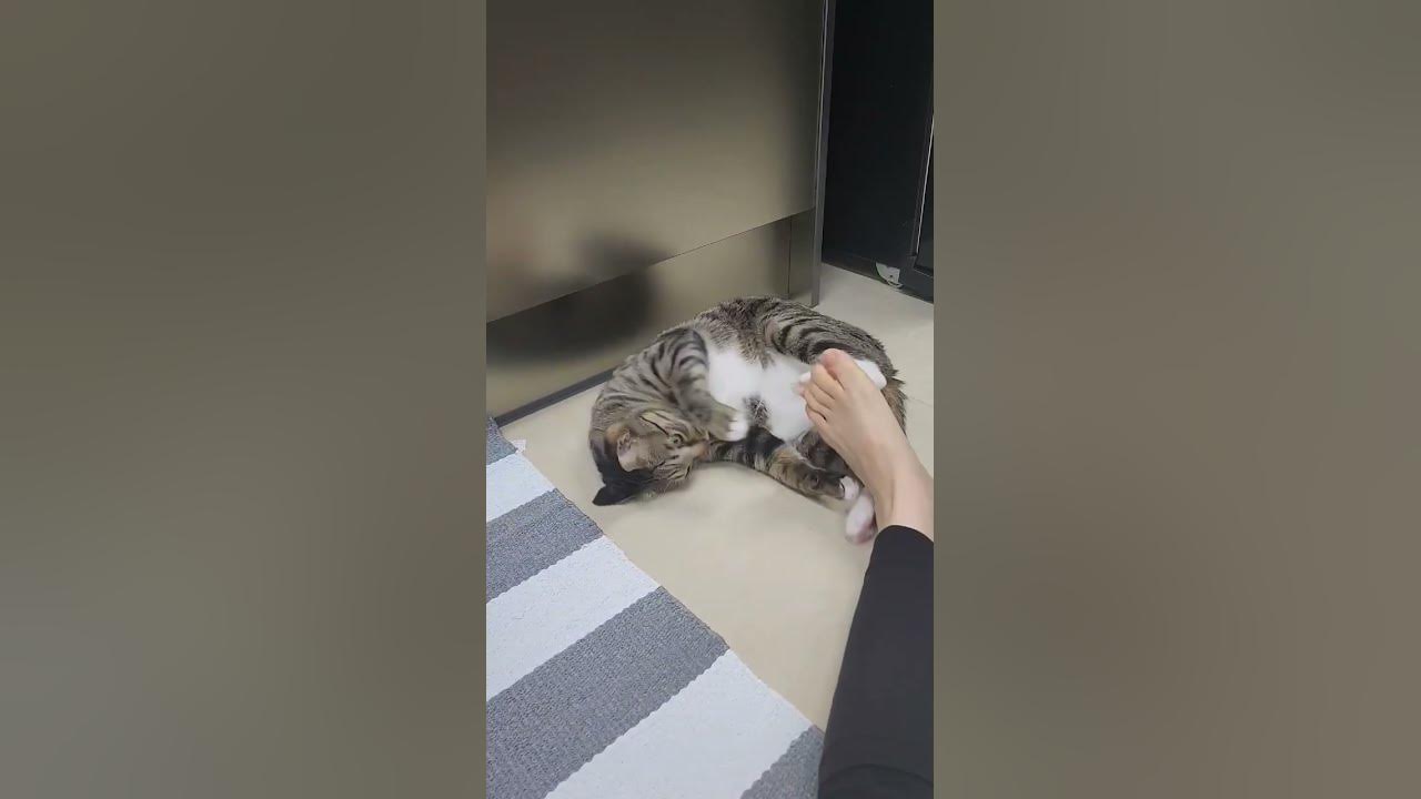 what-does-a-cat-do-when-it-loves-its-owner-youtube