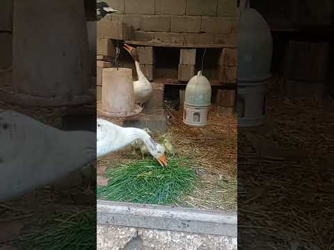 رفتار شناسی حیوانات رقص غاز اموزش بچه غاز توسط مادرش غازها سبزیجات را دوست دارند زیباست