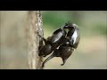 カブトムシの交尾
