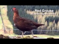 Grouse ~ Red Grouse Bird Call