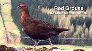 Grouse ~ Red Grouse Bird Call and Pictures for Teaching BIRDSONG
