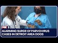 Alarming surge of parvovirus cases in Detroit area dogs: What pet owners need to know