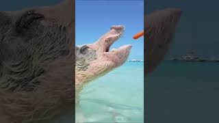 A Day In The Exuma Cays 🐷 #exuma #exumacays #Bahamas #travel