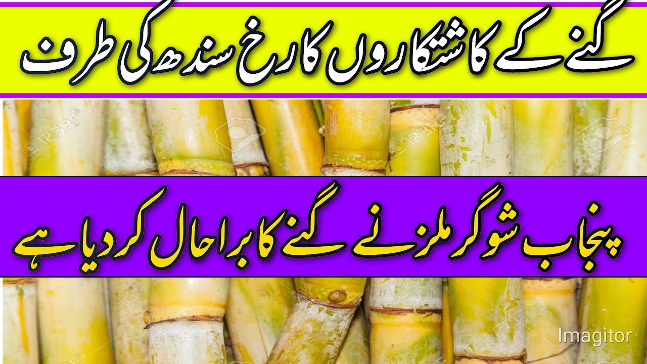 sugacane rates Pakistan 2024/Shugarmil meetings information today/local farmers