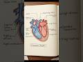 🫀 How to Draw a Human Heart Diagram: Step-by-Step for Exams 📝@AestheticBiologyNotes #sketchart