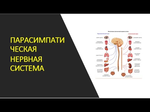 Видео: Разница между преганглионарными и постганглионарными нейронами