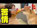 娘がウザいのでママにチクリに来る柴犬が可愛い