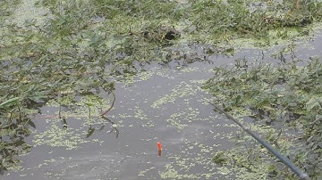 Câu cá  rô đồng , điểm câu cá lý tưởng cá ụt như cơm sôi