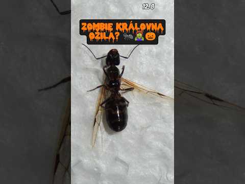 Mrtvá královna Camponotus