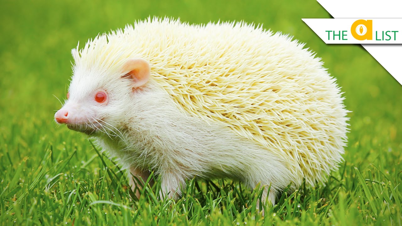 5 Unexpected Albino Animal Facts - YouTube