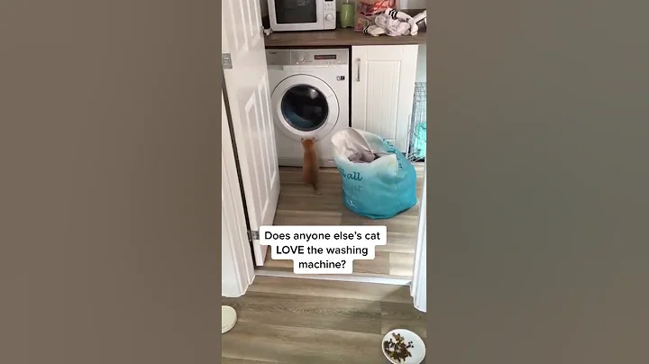 Video 4051781: cutecat catlover catplaying golden, cats catlover cutecat funny, cat playing cutecat, funny cats dogs, enjoy funny cats