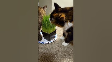 Cats React to Cat Grass
