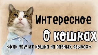 Как звучит слово «кошка» на разных языках