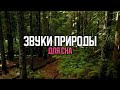 15 мин успокаивающий звуков природы