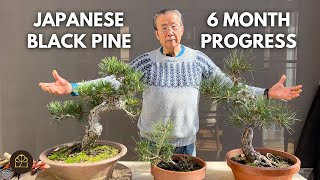 6 Month Progress Update on my Japanese Pine Bonsai by Bonsai Heirloom 18,285 views 2 months ago 22 minutes