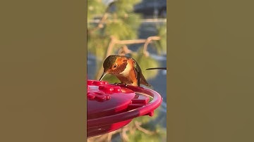 Prepare to be Mesmerized: Discover the Wonder of Hummingbirds!
