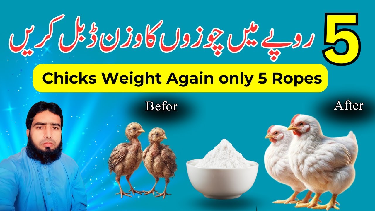 Baking Soda Benefits for Chickens | Aseel Chicks Fast Growth - YouTube
