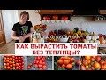 КАК ВЫРАСТИТЬ ТОМАТЫ БЕЗ ТЕПЛИЦЫ? Томаты в открытом грунте в сложных условиях