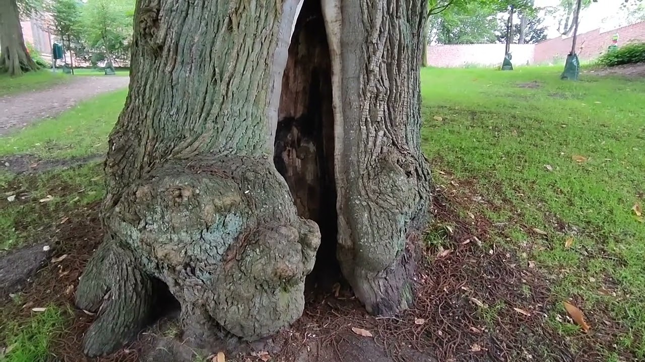А пошлите погуляем, немецкий город Bordesholm. Архитектура , монастырь, озеро и лес для здоровья!