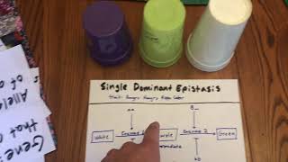 Genetics 311 Module 2 Mini Video: Epistasis