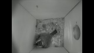 Nestbox 20180901/04:00 - 453 frames with movement