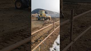 Bull Vs Loader #Truck #Trucking  #Truckfail #Heavyequipment #トラック #トラック運転手 #Lastkraftwagen