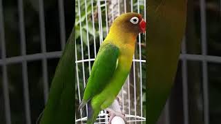 suara burung lovebird memanggil teman #shorts