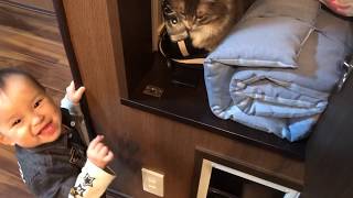 秘密基地が秘密にならなかった猫 ノルウェージャンフォレストキャットFound cat.Norwegian Forest Cat.