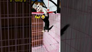 Mission Impossible #shorts #funnycats #cutecat #viralshort