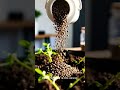You’re Slowly Killing Your Plant