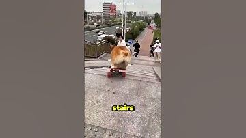 “Everyone Thought He’d Fall — But Then This Happened! 😱👏”