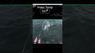 Catching Striped Bass on Flutter Spoons Long Island