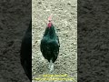 صوت ديك بلدي اسود