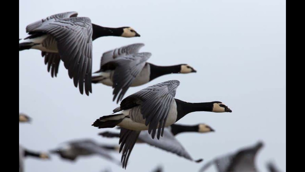 Шедевр!!! В. Высоцкий. Недопетое_2. В стае диких гусей (Выстрелы в Крыму)