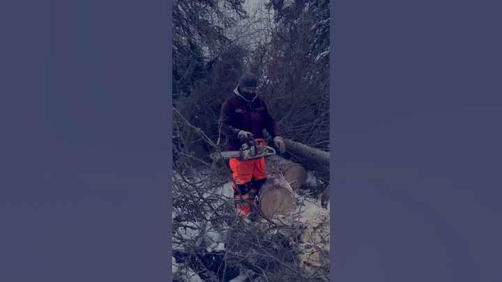 Stihl chainsaw 291 cold start #jamesbaylowlands #trapping #nature #winter #canada  #stihlms291