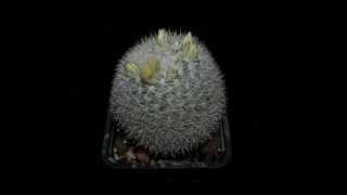 Mammillaria candida