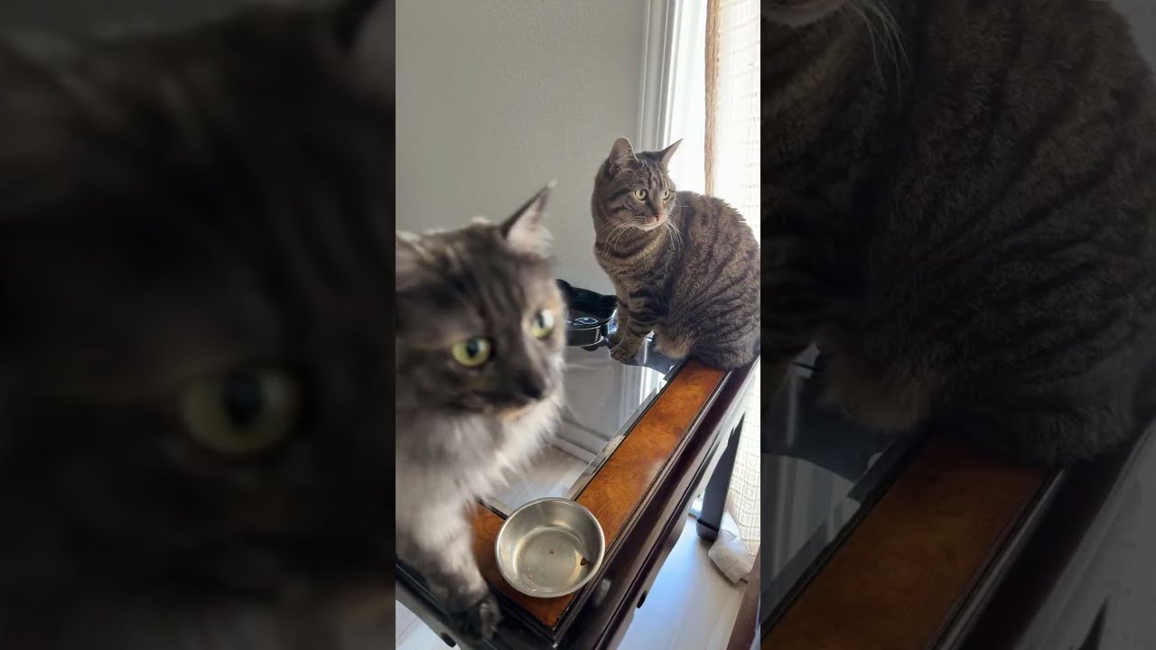 Oh Happy Day🇺🇸 is live!#cat #prettyfunny #funnycats #kitten #prettycat #fyp #trending #viral #cutre 