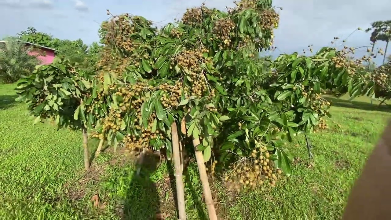 ผลผลิตลำไยปี 2567