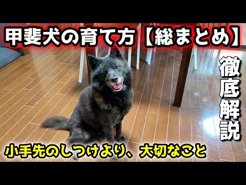 甲斐犬の育て方！賢いからこそ必要なこと【日本犬のしつけ方法】【家庭犬として】