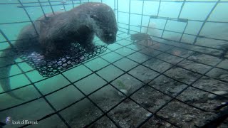 Otter attacking crabbing trap caught on GoPro