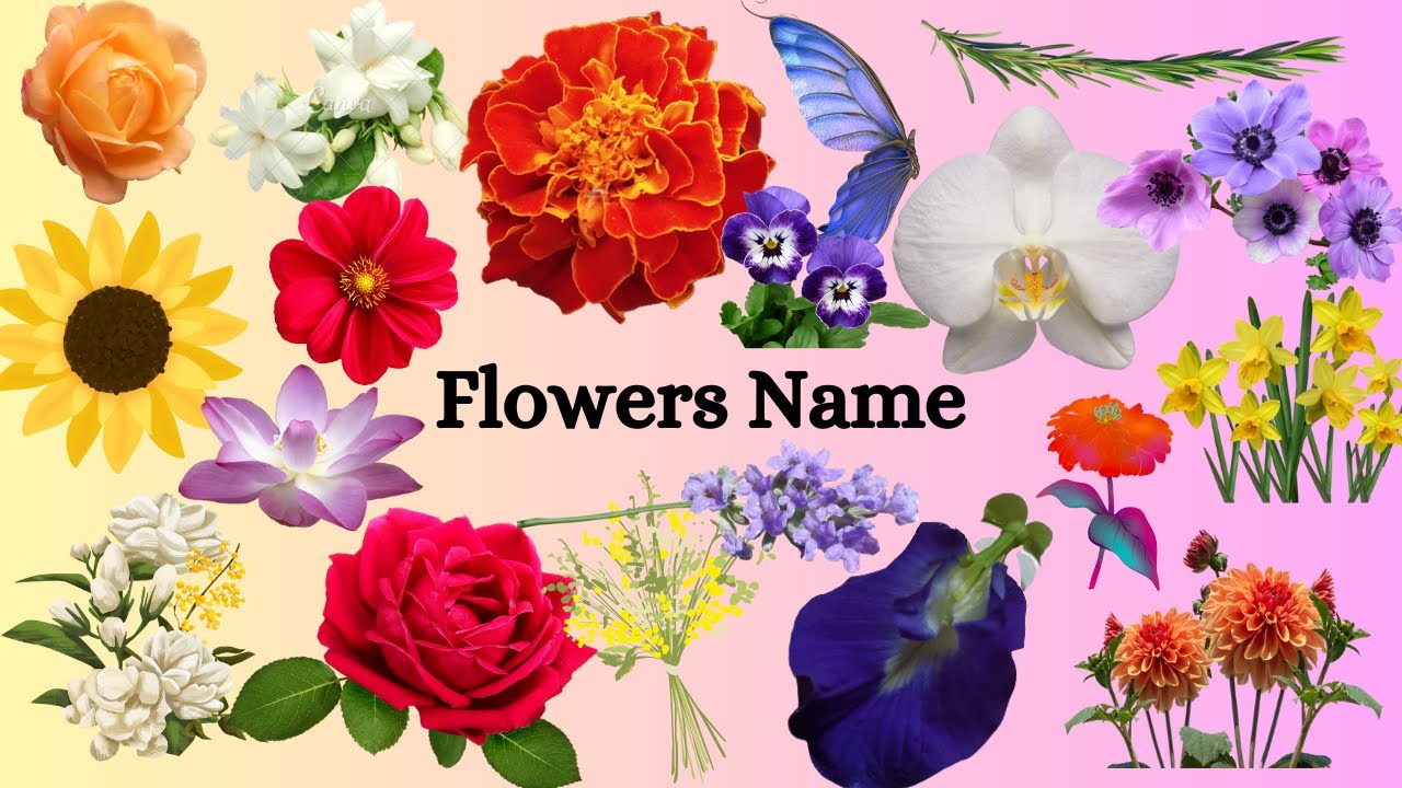 English Vocabulary 100 Flowers Name With Picture YouTube English Vocabulary 100 Flowers Name With Picture YouTube