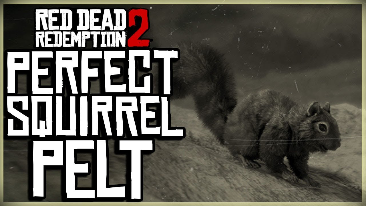 HOW TO GET A PERFECT SQUIRREL PELT - RED DEAD REDEMPTION 2 PRISTINE SQUIRRE...