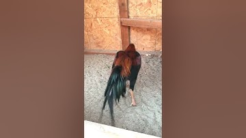 Small 3 pound qaib thai stag 6 months old.