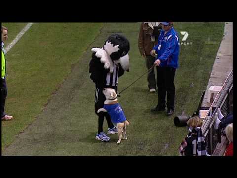 Western Bulldog takes down the Collingwood mascot - YouTube