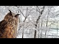 Снежное АСМР от совы филина Ёль. Сова наугукала себе снегопад и сидит довольная, слушает снег